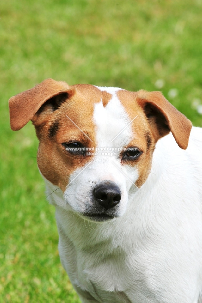 danish swedish farmdog portrait