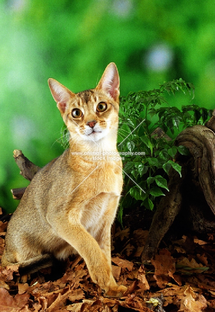 ruddy (usual) coloured Abyssinian sitting on autumn leaves