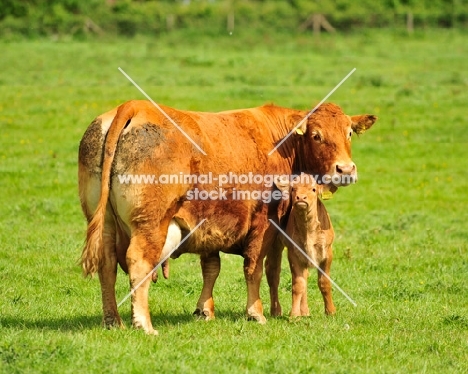 Limousin cow and calf