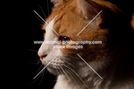 red and white cat close up