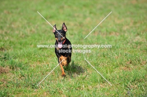 German Hunt Terrier (aka deutscher jagd terrier)