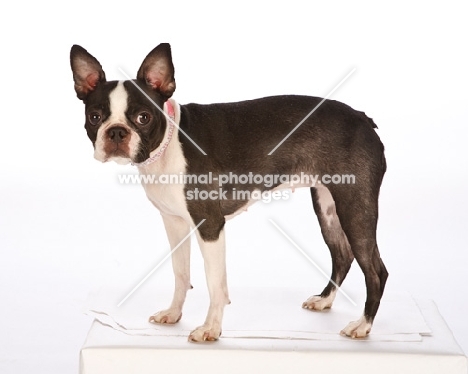 boston terrier on white background