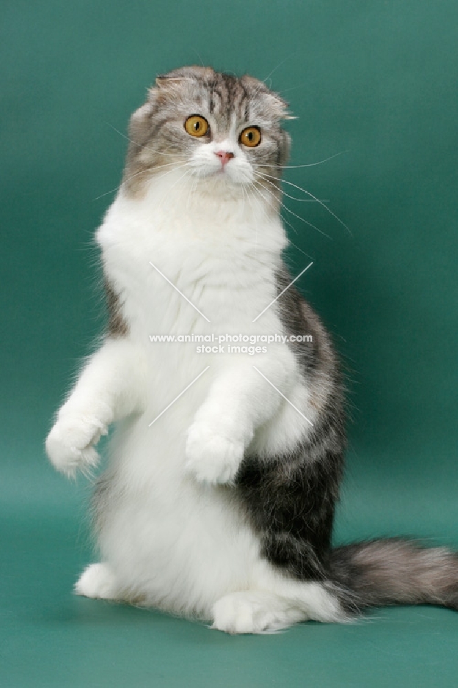 Silver Classic Tabby & White Scottish Fold Longhair
