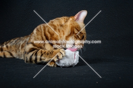 Bengal cat licking a toy mouse, studio shot, black background