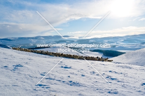 three breeds of sheep in winter