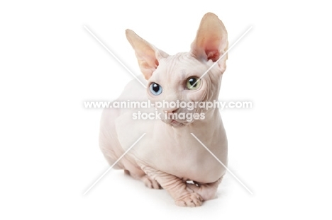 Odd eyed Sphynx cat lying down