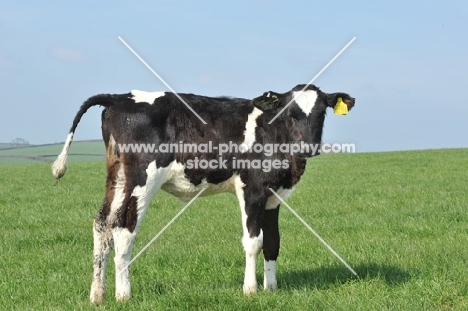 Holstein Friesian calf