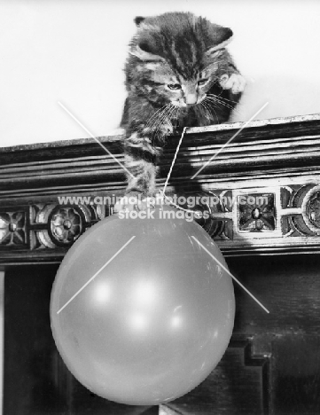 tabby kitten holding balloon