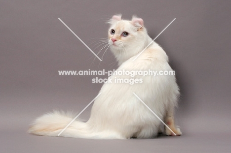 American Curl Longhair cat, back view, red silver lynx point