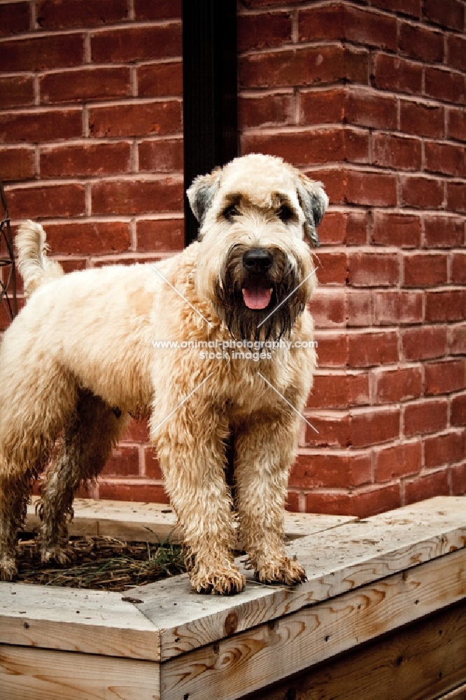 soft coated wheaten terrier standing in flower box