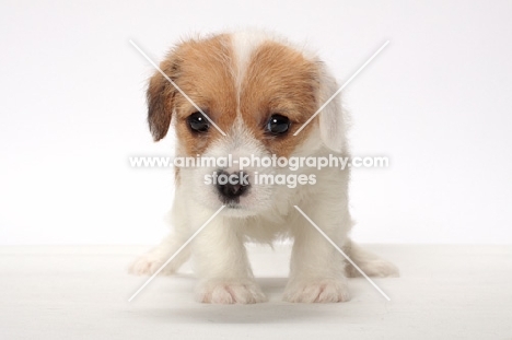cute rough coated Jack Russell puppy