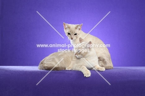 two young Australian Mist cats on purple background