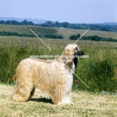 ch shere khan of tarjih, afghan hound standing in countryside