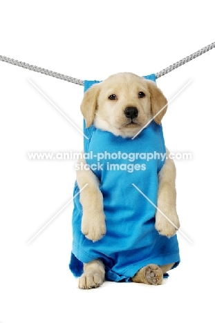 Black Labrador Puppy hanging on a washing line, isolated on a white background