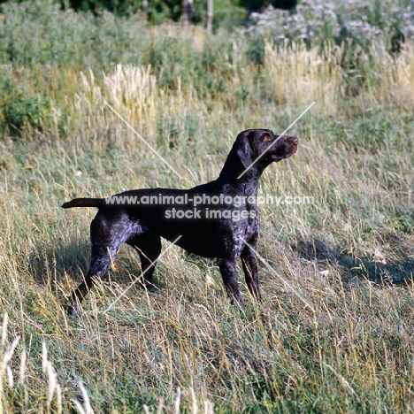 sh ch hillanhi laith (abbe)  german shorthaired pointer standing in a field