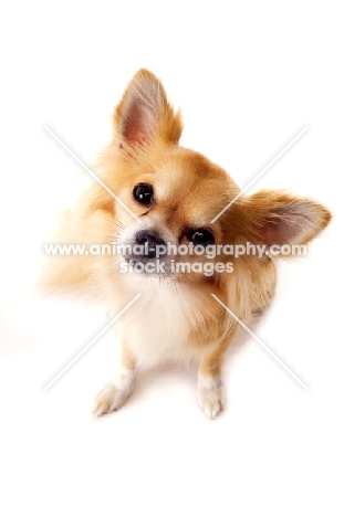 Long Haired Chihuahua isolated on a white