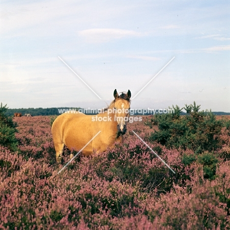 new forest mare in the new forest standing in heather