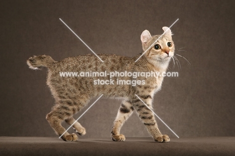 Highlander on brown background, 5 month Bronze Spotted Tabby Highlander Male Kitten.