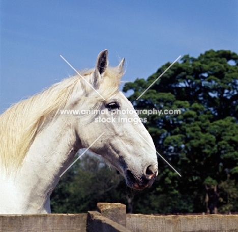 Captain, 28 year old shire horse, looking over fence. last symonds dray horse