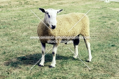 bluefaced leicester ram, 