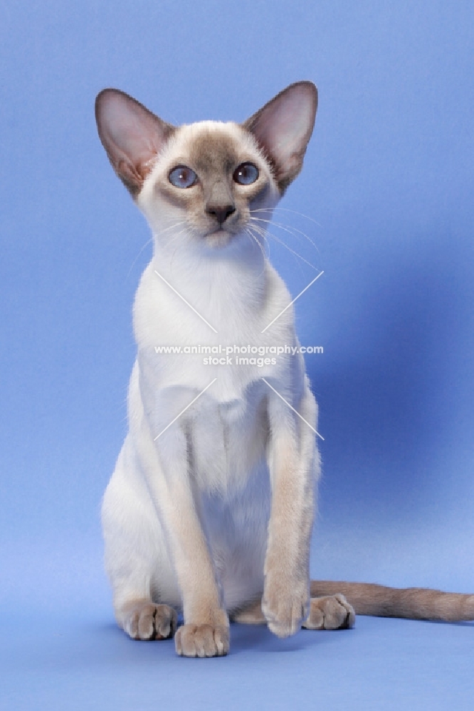 6 month old lilac point Siamese