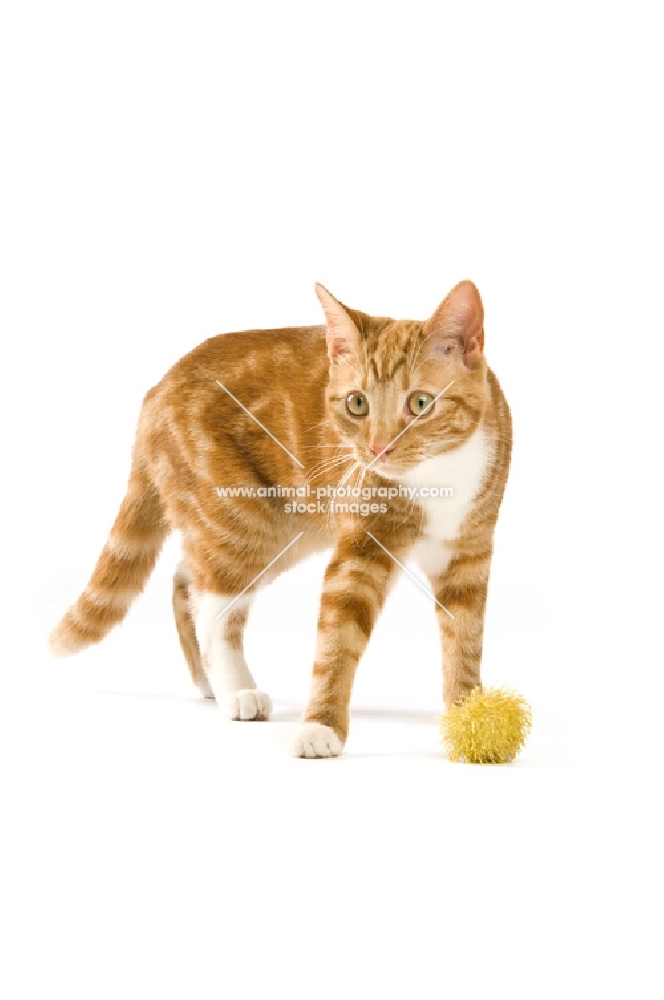 ginger tabby cat with toy isolated on a white background