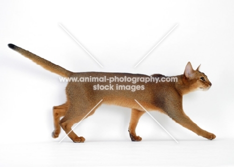 female, ruddy Abyssinian walking, side view