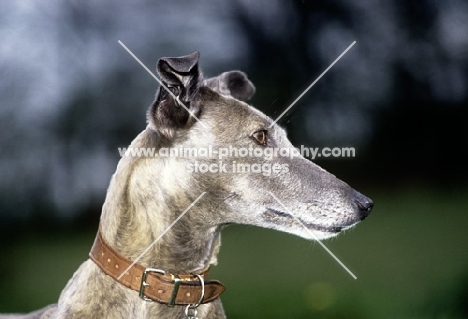 lurcher/greyhound, sheeba, head study