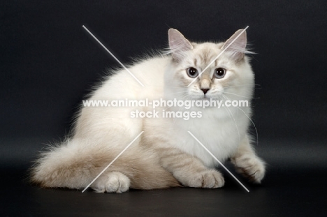 blue lynx point & white Siberian cat looking alert
