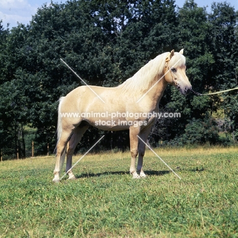 Piccolo, full view of a Gotland Pony stallion at Skånes Djurpark in Sweden