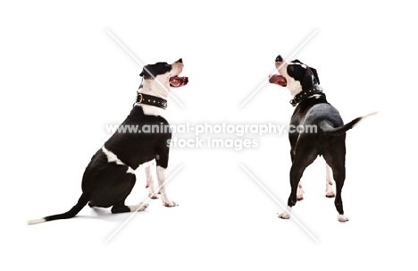 black and white american Staffordshire Terrier
