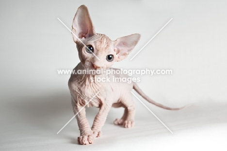 inquisitive sphynx kitten