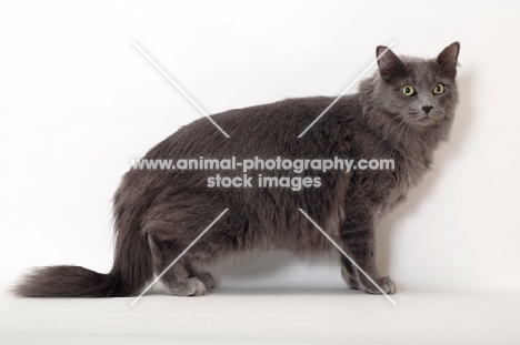 Neutered Nebelung, standing on white background