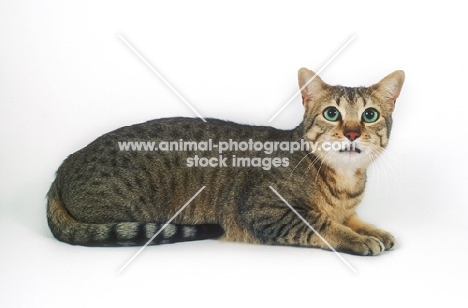 bronze Egyptian Mau cat