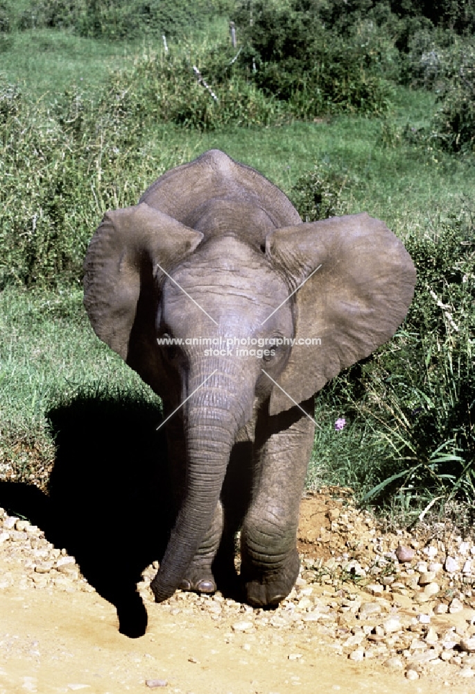 elephant in addo elephant park, south africa