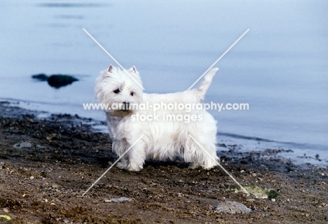 west highland white terrier at riverside