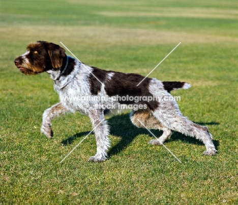 champion german wirehaired pointer walking off purposefully