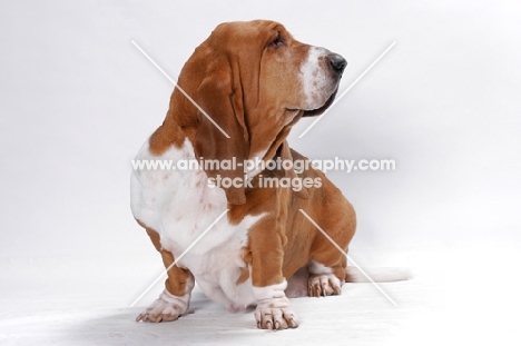 Basset Hound, Australian Champion