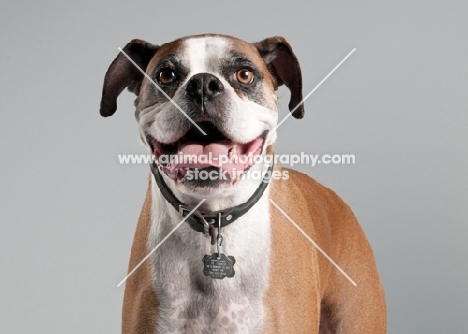 Studio image of fawn Boxer on gray background.