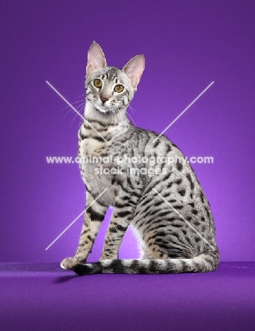 Serengeti sitting on purple background