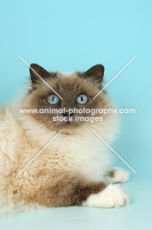 blue point Birman cat in studio