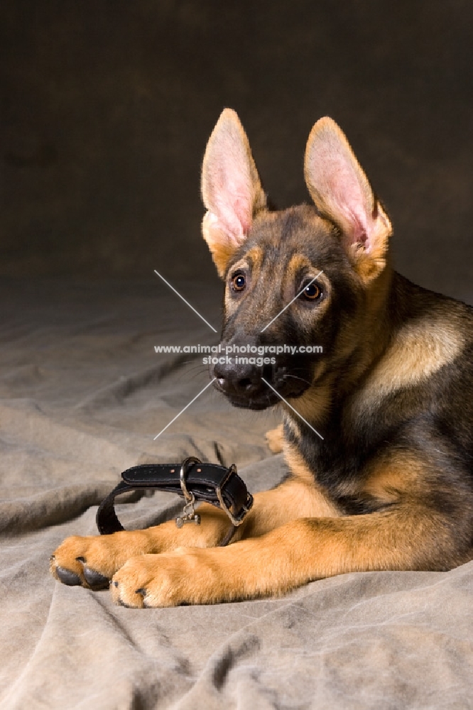 German Shepherd dog lying down with collar off