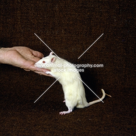 rat climbing up on hand