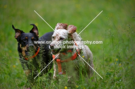 orange belton english setter and mongrel dog running in the tall grass