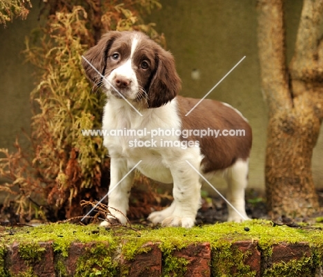 English Springer Spaniel puppy