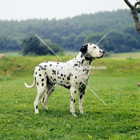 fat dalmatian standing on grass