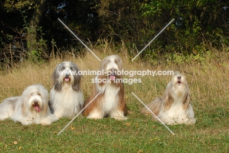 four Bearded Collies 