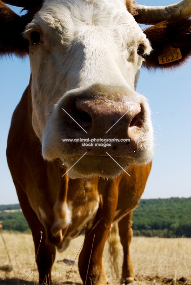 curious cow