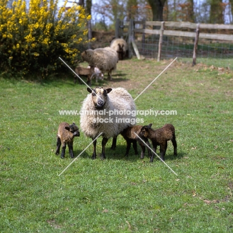 shetland ewe and three lambs drinking