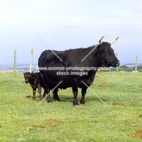 dexter cow and calf